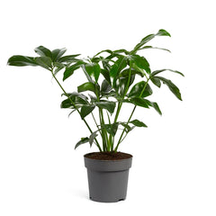 100 - 130cm Philodendron Funny Bunny Thaumatophyllum 24cm  Plants