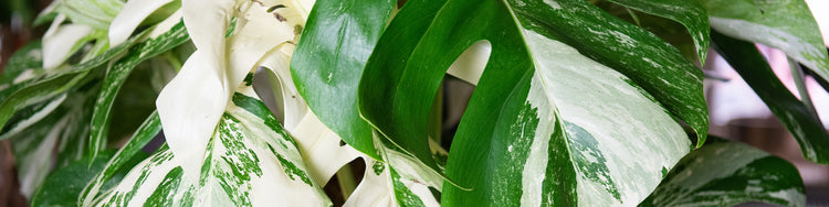 Variegated Monstera Banner