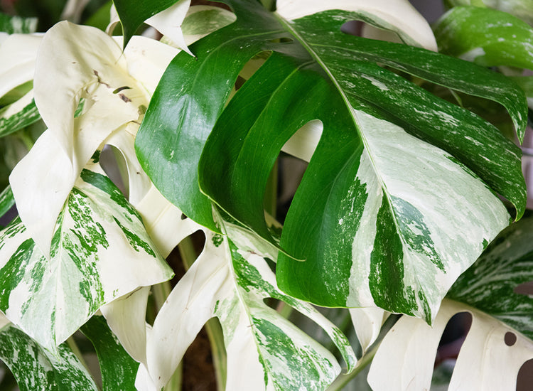 Variegated Monstera Banner