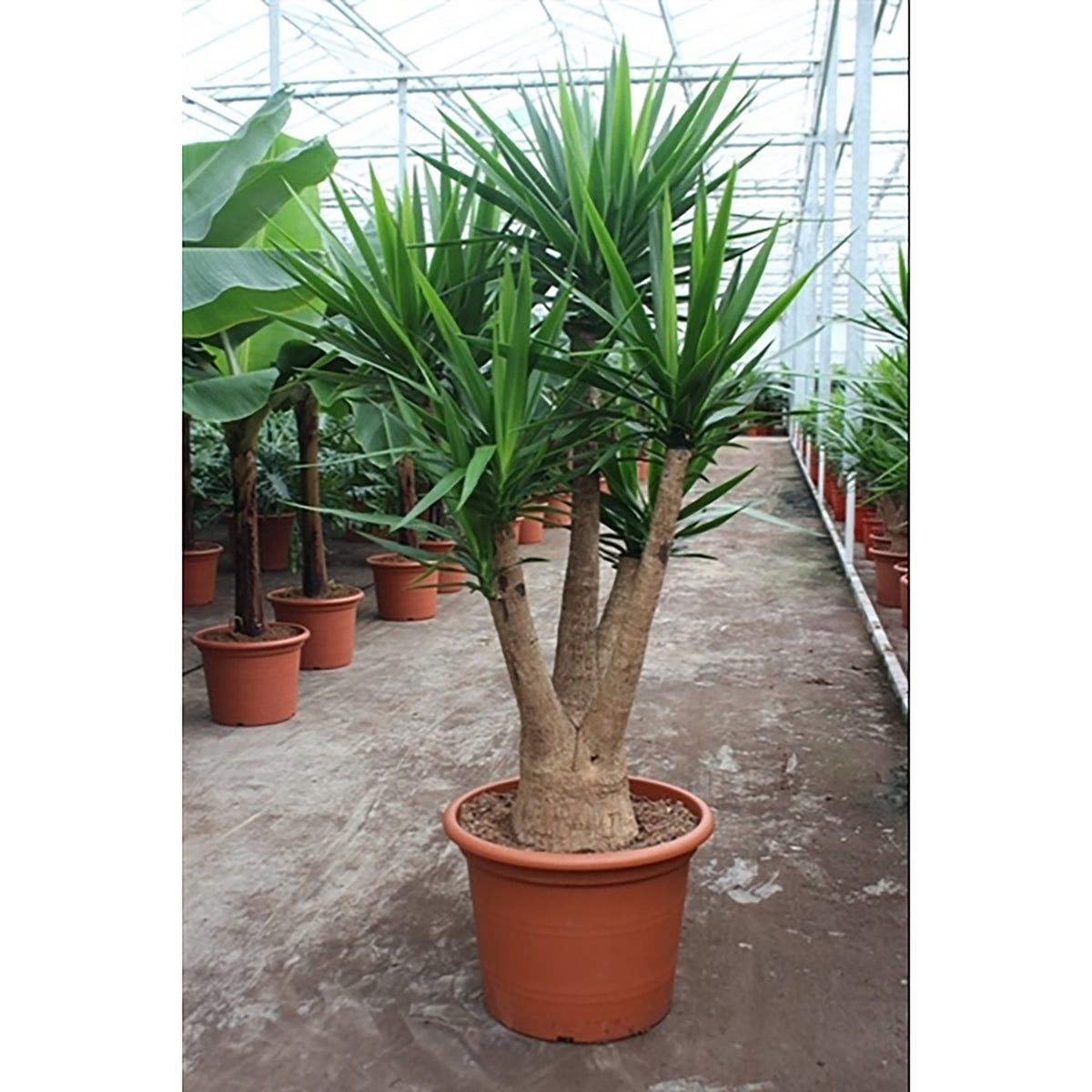 230 - 250cm XXL Yucca Elephantipes 55cm Pot 4 Heads