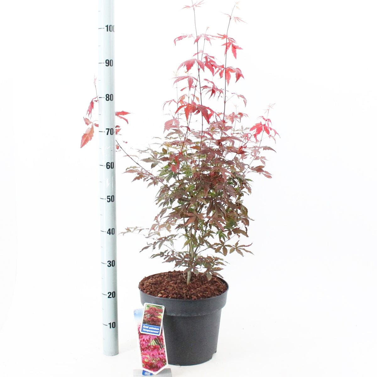 Acer Palmatum Atropurpureum 29cm Pot 90cm Shrub Plant Shrubs