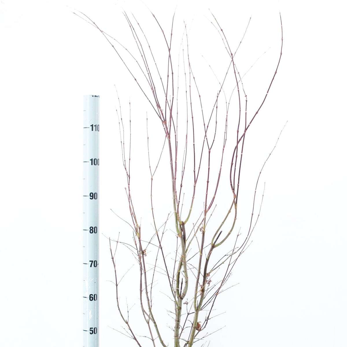 Acer Palmatum Atropurpureum 32cm Pot 110cm Shrub Plant Shrubs