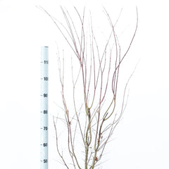 Acer Palmatum Atropurpureum 32cm Pot 110cm Shrub Plant Shrubs