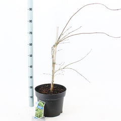 Acer Palmatum Dissectum 29cm Pot 40cm Shrub Plant Shrubs