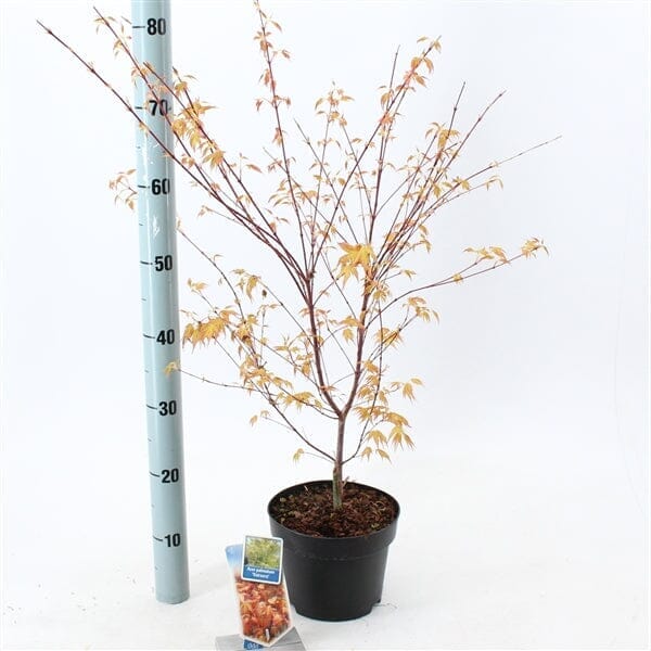 Acer Palmatum Katsura 29cm Pot 60cm Shrub Plant Shrubs