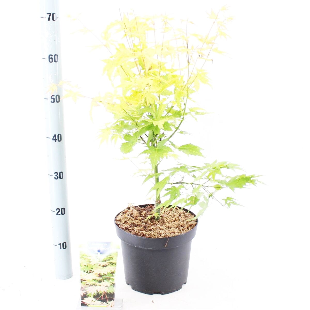 Acer Palmatum Orange Dream 23cm Pot 60cm Shrub Plant Shrubs