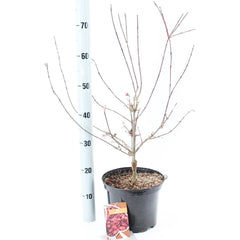 Acer Palmatum Shaina 23cm Pot 50cm Shrub Plant Shrubs