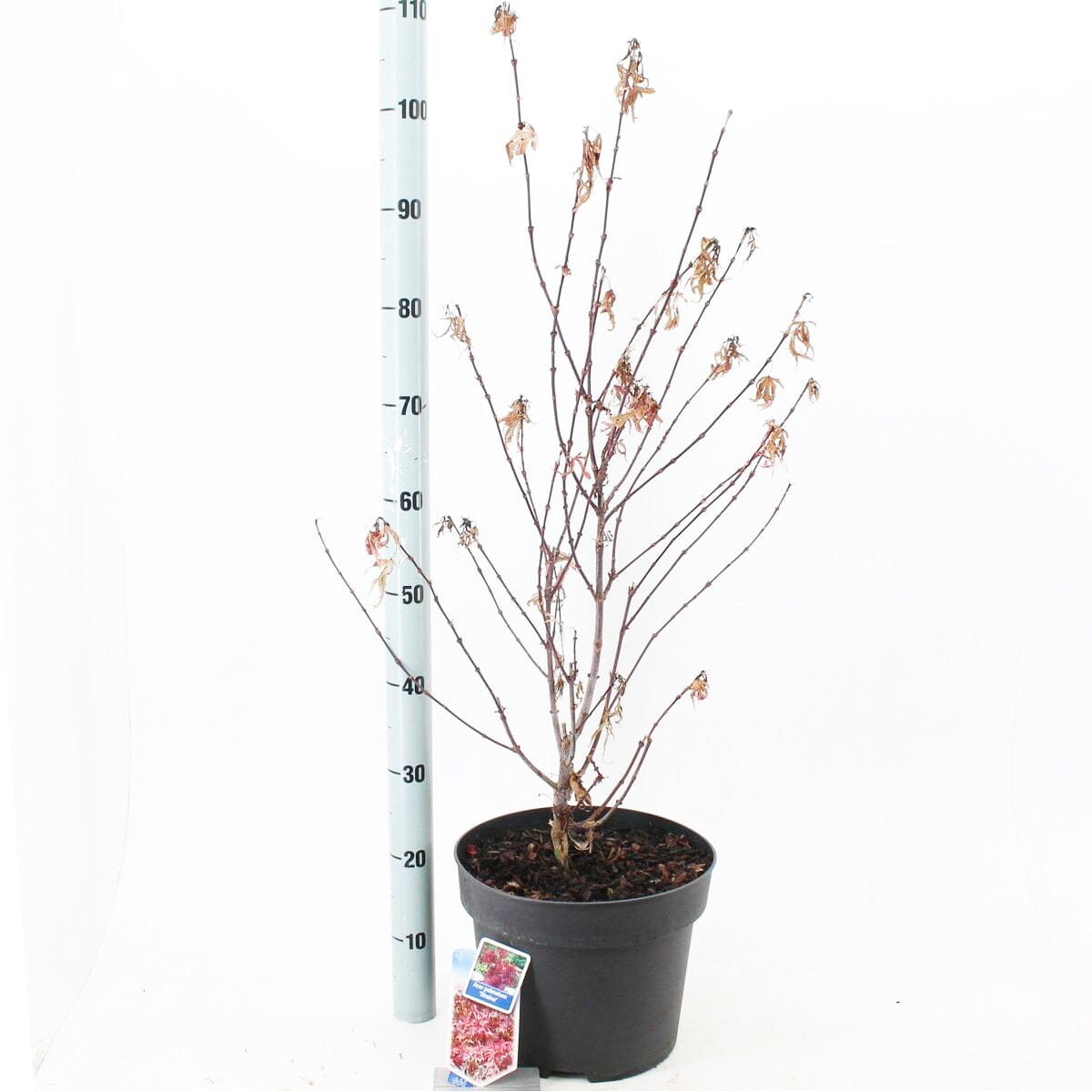 Acer Palmatum Shaina 29cm Pot 40cm Shrub Plant Shrubs