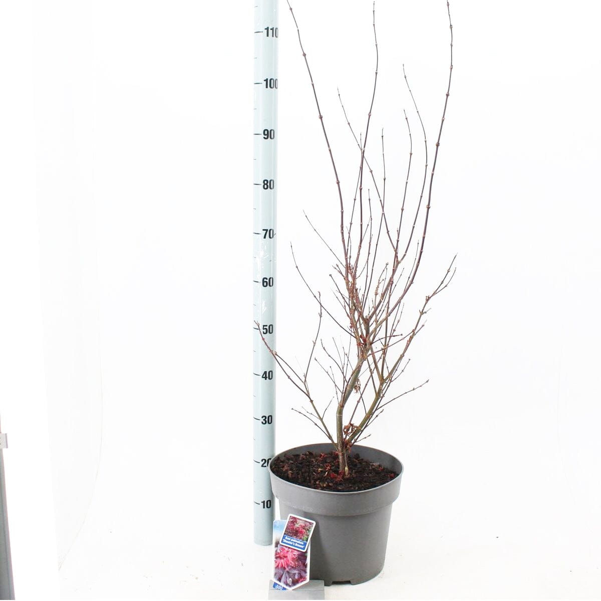 Acer Palmatum Skeeter's Broom 29cm Pot 60cm Shrub Plant Shrubs