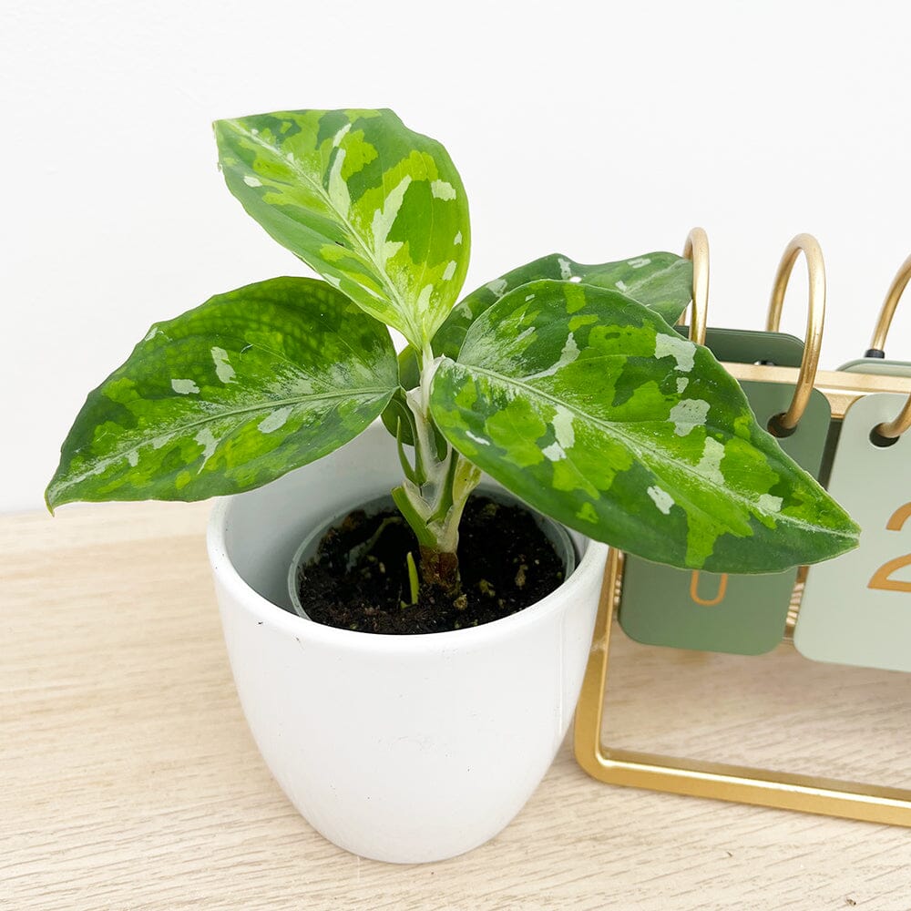 Aglaonema Pictum Tricolour Camouflage Chinese Evergreen House Plant 6cm Pot 