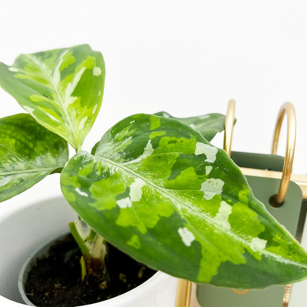 Aglaonema Pictum Tricolour Camouflage Chinese Evergreen House Plant 6cm Pot 