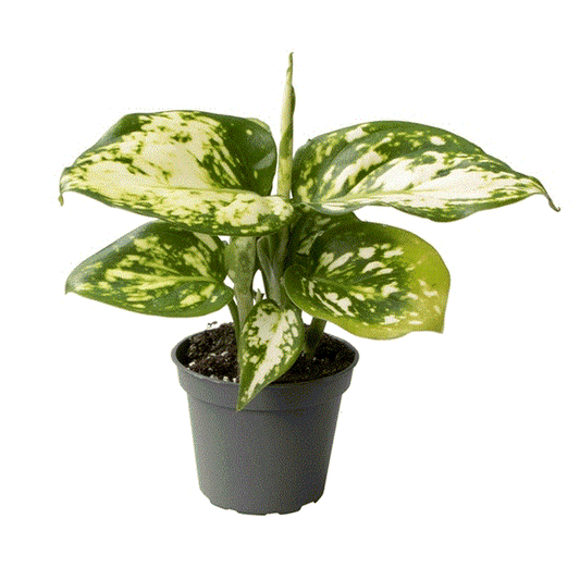 Aglaonema Snowflake Chinese Evergreen House Plant 6cm Pot House Plant