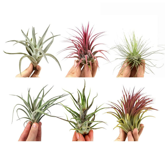 Air Plant Mix (6 Pack) Tillandsia House Plants House Plant