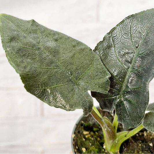 Alocasia Antoro Ear House Plant 6cm Pot House Plant