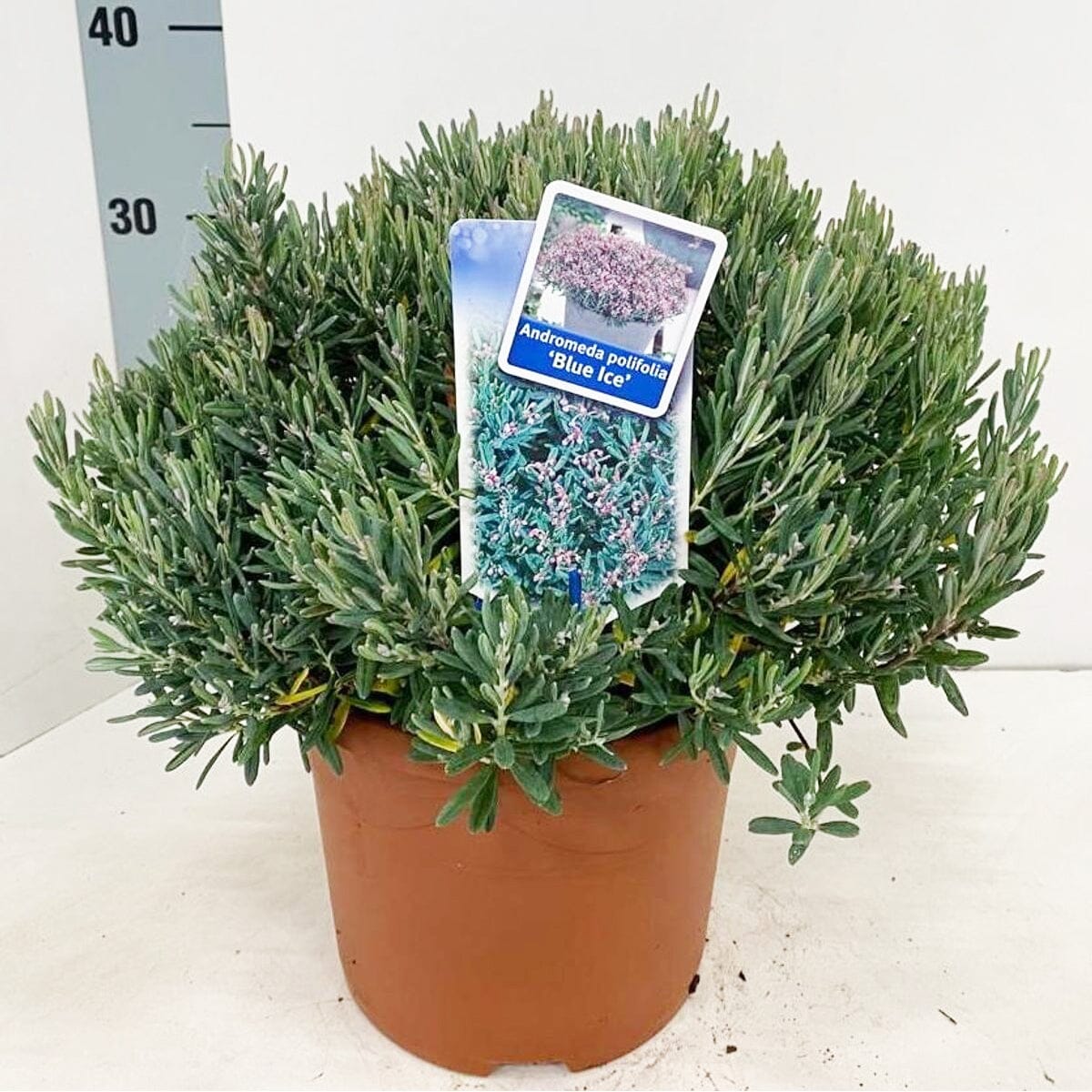 Andromeda polifolia Blue Ice 23cm Pot 40cm Shrub Plant Shrubs