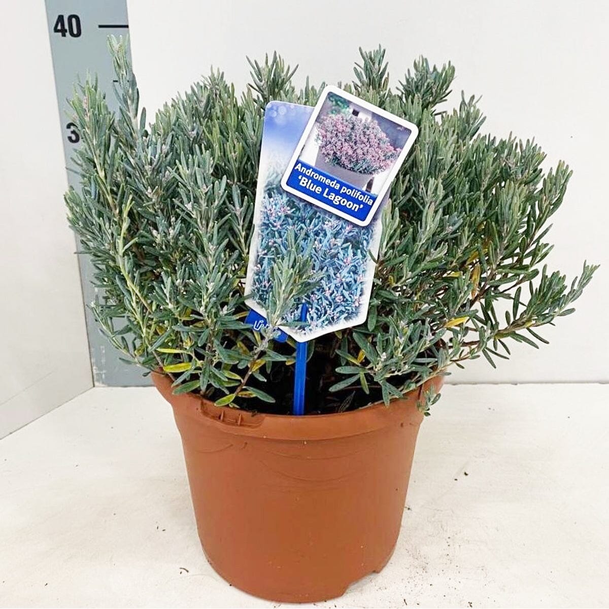 Andromeda polifolia Blue Lagoon 23cm Pot 25cm Shrub Plant Shrubs