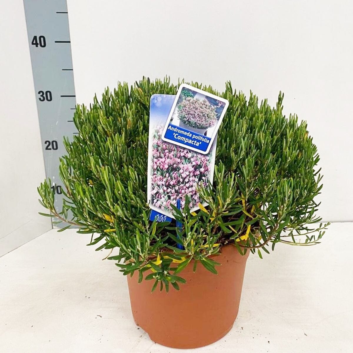 Andromeda polifolia Compacta 23cm Pot 40cm Shrub Plant Shrubs