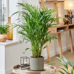 Areca Palm Dypsis Lutescens House Plant House Plant