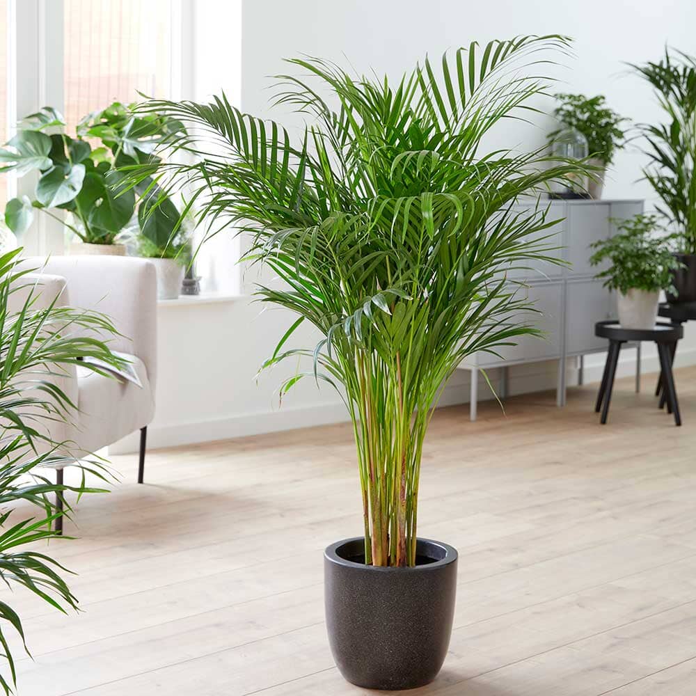 Areca Palm Dypsis Lutescens House Plant House Plant