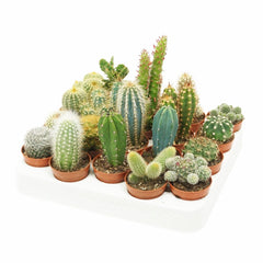 Baby Cactus Mix (20 Plants) 5.5cm Pot House Plants House Plant