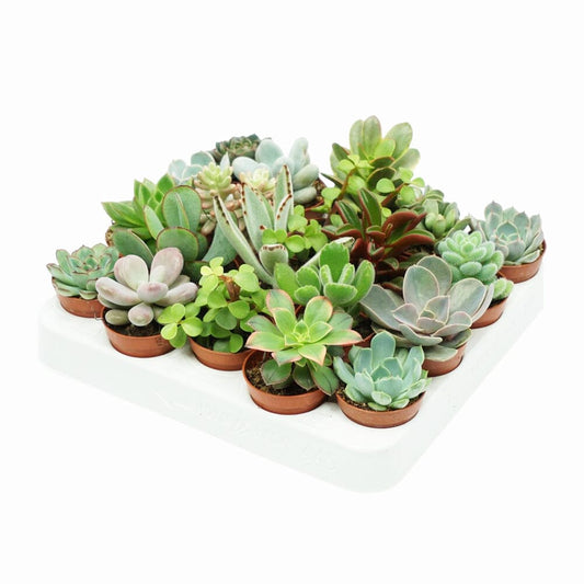 Baby Succulent Mix (20 Plants) 5.5cm Pot House Plants House Plant