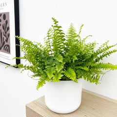 Boston Fern 12cm Pot (Mix & Match Offer) House Plant House Plant