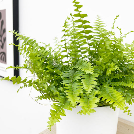 Boston Fern 12cm Pot (Mix & Match Offer) House Plant House Plant