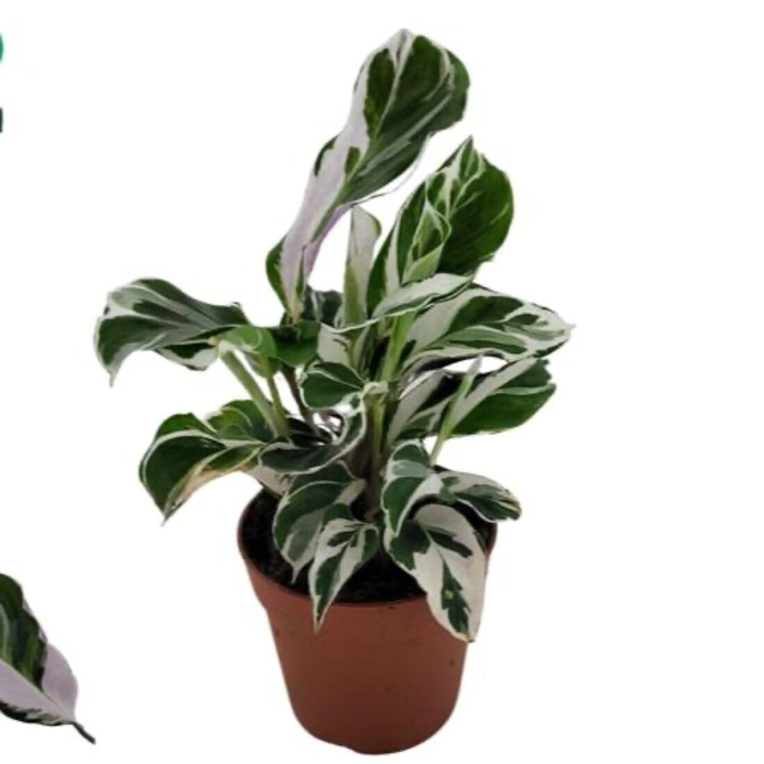 Calathea White Fusion Prayer Plant House Plant 7cm Pot House Plant