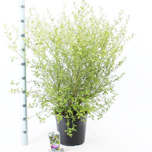 Ceanothus Eldorado 29cm Pot 50cm Shrub Plant Shrubs