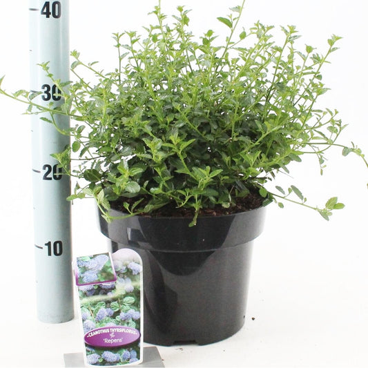 Ceanothus thyr. Repens 23cm Pot 40cm Shrub Plant Shrubs