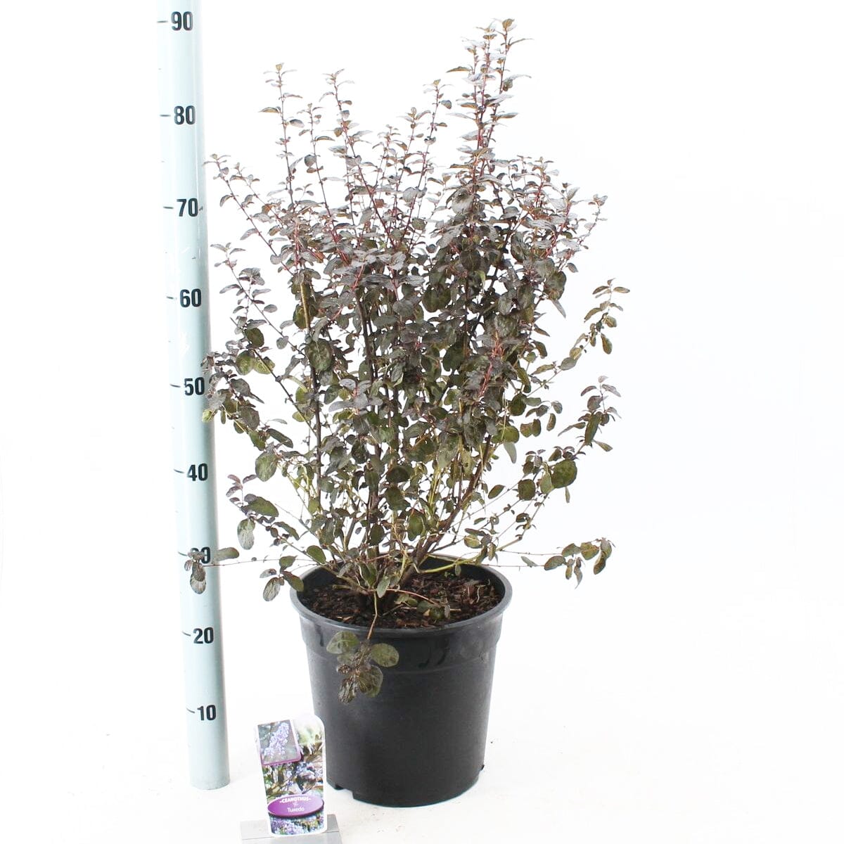 Ceanothus Tuxedo 29cm Pot 60cm Shrub Plant Shrubs