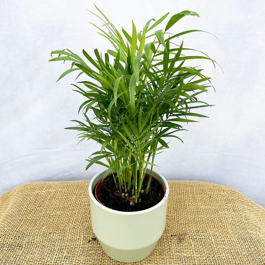 Chamaedorea Elegans 12cm Pot (Mix & Match Offer) House Plant House Plant