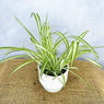 Chlorophytum Comosum 12cm Pot (Mix & Match Offer) House Plant House Plant