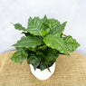 Coffee Arabica 12cm Pot (Mix & Match Offer) House Plant House Plant