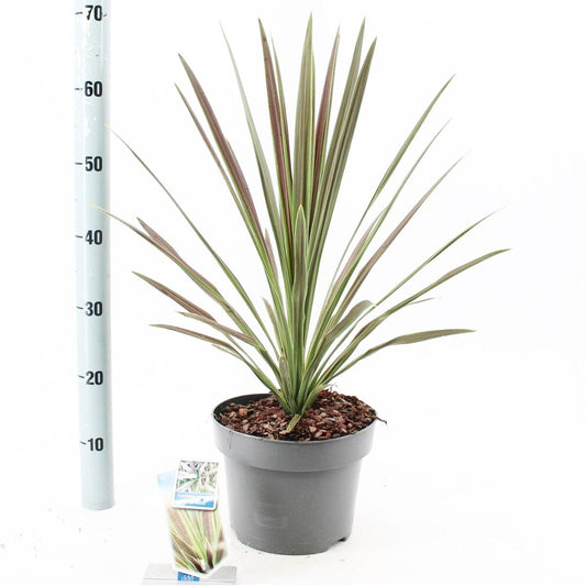 Cordyline australis Choco Mint 23cm Pot 50cm Height Shrub Plant Shrubs