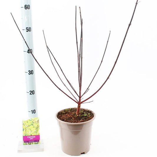 Cornus alba Kesselringii 23cm Pot 75cm Shrub Plant Shrubs
