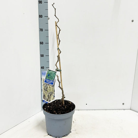 Corylus avellana Contorta 23cm Pot 60cm Shrub Plant Shrubs