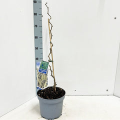 Corylus avellana Contorta 23cm Pot 60cm Shrub Plant Shrubs