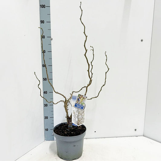 Corylus avellana Medusa 23cm Pot 60cm Shrub Plant Shrubs