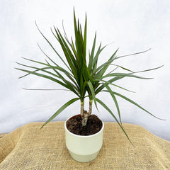 Dracaena Magenta 12cm Pot (Mix & Match Offer) House Plant House Plant