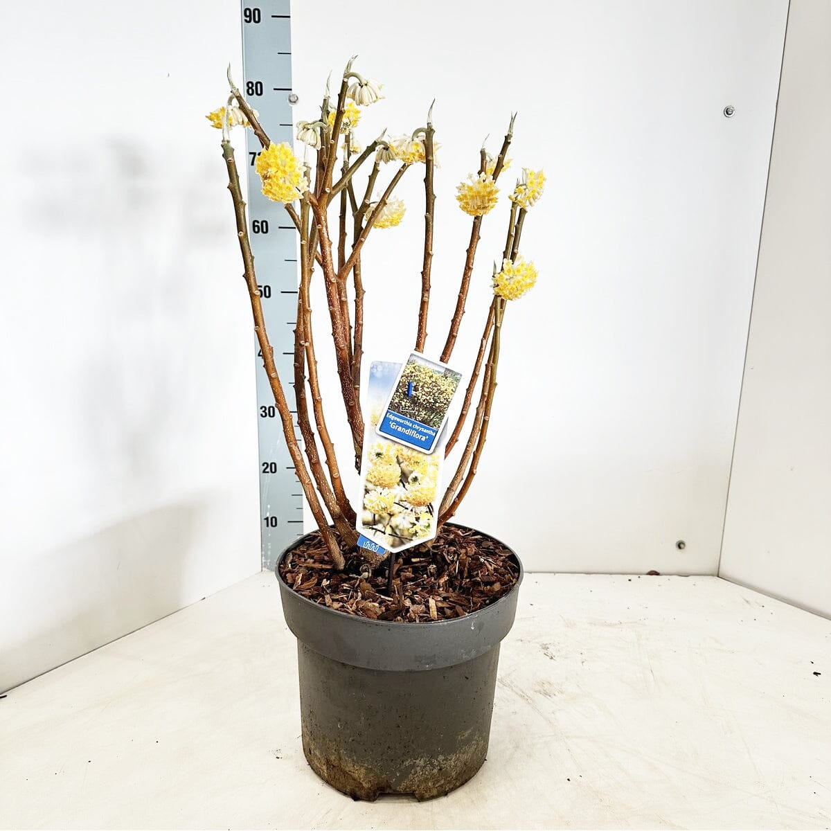 Edgeworthia chrysantha Grandiflora 29cm Pot 60cm Shrub Plant Shrubs