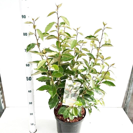 Elaeagnus ebbingei Compacta 23cm Pot 60cm Shrub Plant Shrubs