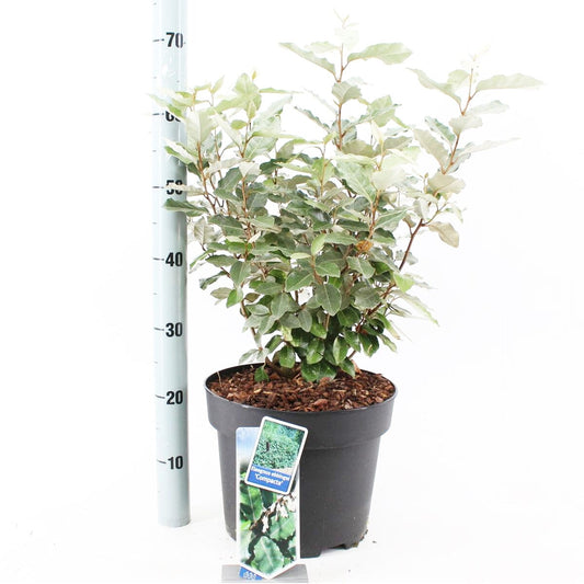 Elaeagnus ebbingei Compacta 32cm Pot 80cm Shrub Plant Shrubs