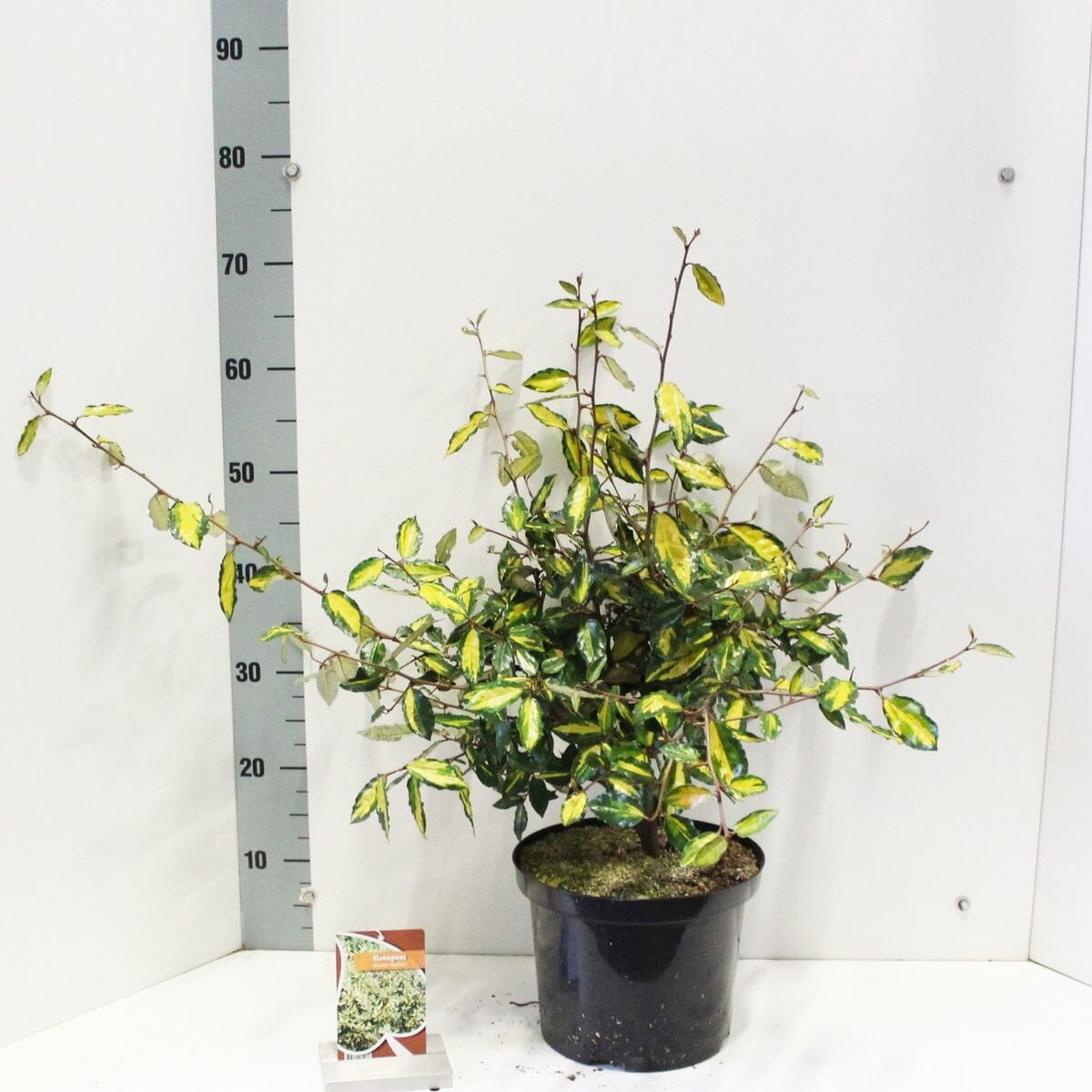 Elaeagnus pungens Maculata 23cm Pot 40cm Shrub Plant Shrubs