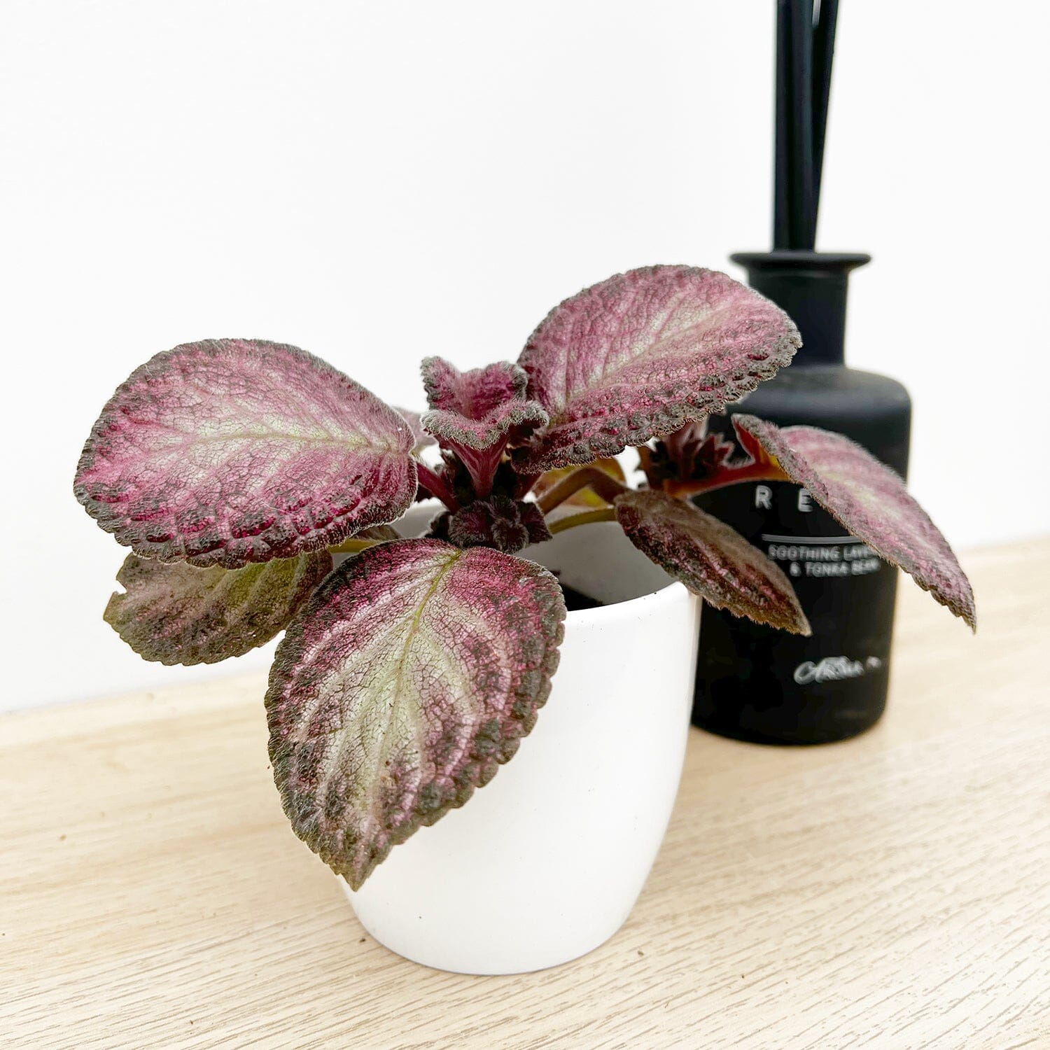 Episcia Malayan House Plant 6cm Pot House Plant