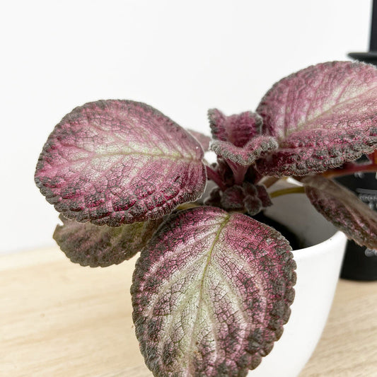 Episcia Malayan House Plant 6cm Pot House Plant