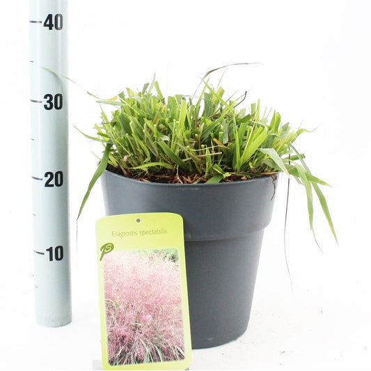 Eragrostis Spectabilis 23cm Pot 55cm Shrub Plant Shrubs