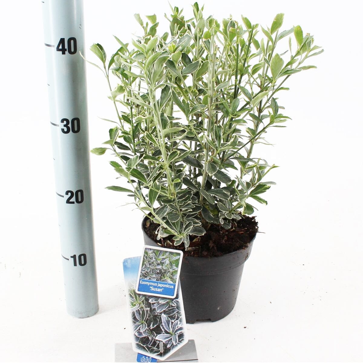 Euonymus japonicus Susan 23cm Pot 40cm Shrub Plant Shrubs