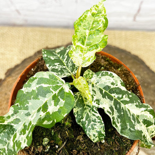 Ficus Aspera Variegata Variegated 10cm Pot House Plant House Plant