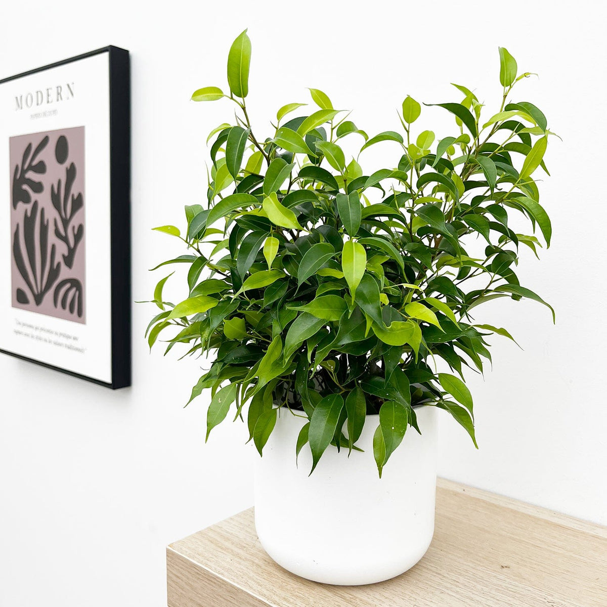 Ficus Benjamina 12cm Pot (Mix & Match Offer) House Plant House Plant